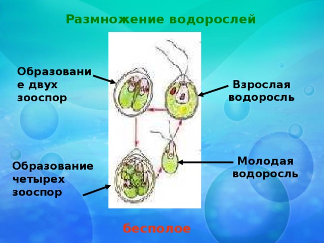 Размножение водорослей Образование двух зооспор Взрослая водоросль Молодая водоросль Образование четырех зооспор бесполое 