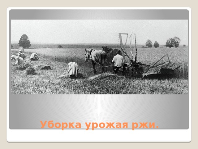 Уборка урожая ржи. 