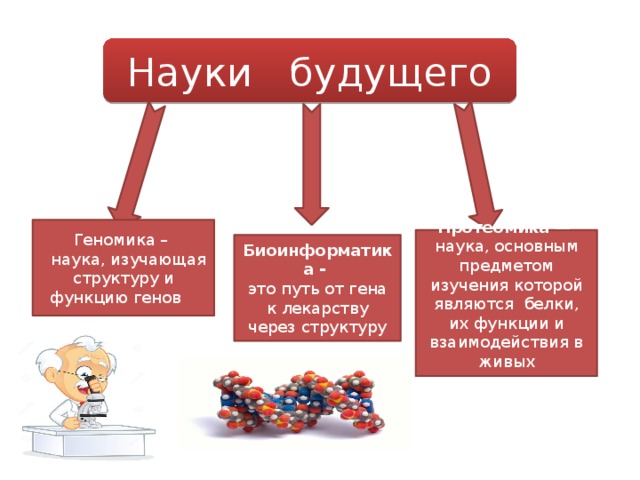 Науки будущего Геномика –  наука, изучающая структуру и функцию генов Протеомика  — наука, основным предметом изучения которой являются  белки, их функции и взаимодействия в живых организмах .  Биоинформатика - это путь от гена к лекарству через структуру макромолекулы. 