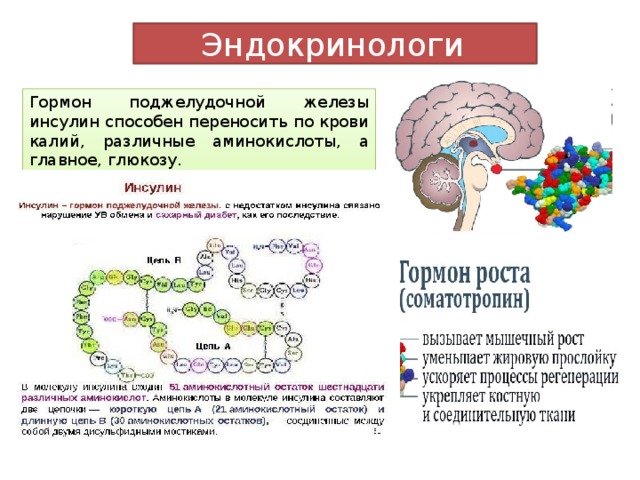  Эндокринологи Гормон поджелудочной железы инсулин способен переносить по крови калий, различные аминокислоты, а главное, глюкозу. 