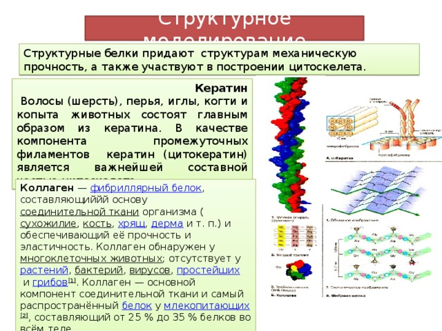 Структурное моделирование Структурные белки придают структурам механическую прочность, а также участвуют в построении цитоскелета.  Кератин  Волосы (шерсть), перья, иглы, когти и копыта животных состоят главным образом из кератина. В качестве компонента промежуточных филаментов кератин (цитокератин) является важнейшей составной частью цитоскелета. Коллаген  —  фибриллярный белок , составляющиййй основу  соединительной ткани  организма ( сухожилие ,  кость ,  хрящ ,  дерма  и т. п.) и обеспечивающий её прочность и эластичность. Коллаген обнаружен у  многоклеточных животных ; отсутствует у  растений ,  бактерий ,  вирусов ,  простейших  и  грибов [1] . Коллаген — основной компонент соединительной ткани и самый распространённый  белок  у  млекопитающих [2] , составляющий от 25 % до 35 % белков во всём теле. 