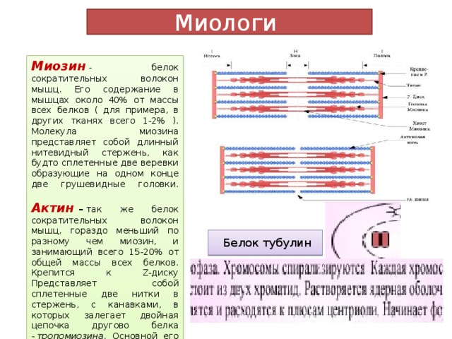 Миологи Миозин  - белок сократительных волокон мышц. Его содержание в мышцах около 40% от массы всех белков ( для примера, в других тканях всего 1-2% ). Молекула миозина представляет собой длинный нитевидный стержень, как будто сплетенные две веревки образующие на одном конце две грушевидные головки.   Актин   –  так же белок сократительных волокон мышц, гораздо меньший по разному чем миозин, и занимающий всего 15-20% от общей массы всех белков. Крепится к Z-диску Представляет собой сплетенные две нитки в стержень, с канавками, в которых залегает двойная цепочка другово белка -  тропомиозина . Основной его функцией является блокировка сцепления миозина с актином, в расслабленном состоянии мышц.    Белок тубулин 