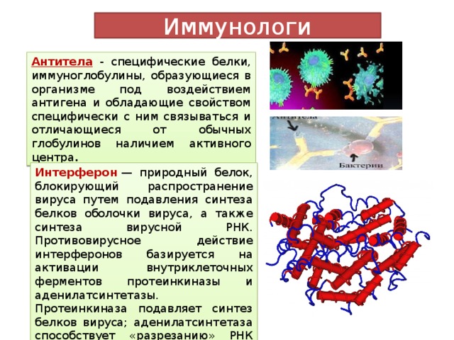 Иммунологи Антитела - специфические белки, иммуноглобулины, образующиеся в организме под воздействием антигена и обладающие свойством специфически с ним связываться и отличающиеся от обычных глобулинов наличием активного центра . Интерферон  — природный белок, блокирующий распространение вируса путем подавления синтеза белков оболочки вируса, а также синтеза вирусной РНК. Противовирусное действие интерферонов базируется на активации внутриклеточных ферментов протеинкиназы и аденилатсинтетазы. Протеинкиназа подавляет синтез белков вируса; аденилатсинтетаза способствует «разрезанию» РНК вируса. 