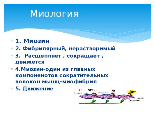 Миология 1 . Миозин 2. Фибрилярный, нерастворимый 3. Расщепляет , сокращает , движется 4.Миозин-один из главных компоненотов сократительных волокон мышц-миофибрил 5. Движение 
