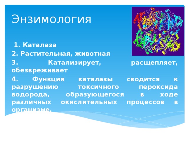 Энзимология  1. Каталаза 2. Растительная, животная 3. Катализирует, расщепляет, обезвреживает 4. Функция каталазы сводится к разрушению токсичного пероксида водорода, образующегося в ходе различных окислительных процессов в организме. 5.Фермент 