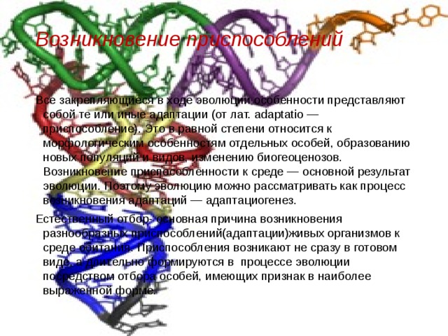Возникновение приспособлений   Все закрепляющиеся в ходе эволюции особенности представляют собой те или иные адаптации (от лат. adaptatio — приспособление). Это в равной степени относится к морфологическим особенностям отдельных особей, образованию новых популяций и видов, изменению биогеоценозов. Возникновение приспособленности к среде — основной результат эволюции. Поэтому эволюцию можно рассматривать как процесс возникновения адаптаций — адаптациогенез. Естественный отбор- основная причина возникновения разнообразных приспособлений(адаптации)живых организмов к среде обитания. Приспособления возникают не сразу в готовом виде, а длительно формируются в процессе эволюции посредством отбора особей, имеющих признак в наиболее выраженной форме. 