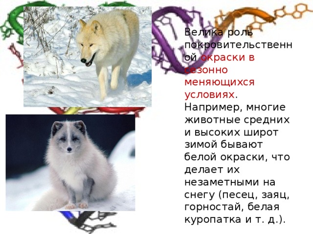 Велика роль покровительственной окраски в сезонно меняющихся условиях . Например, многие животные средних и высоких широт зимой бывают белой окраски, что делает их незаметными на снегу (песец, заяц, горностай, белая куропатка и т. д.). 