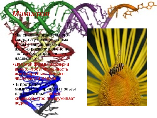 Мимикрия   Явление подражательного сходства у незащищенных форм с защищенными широко распространено не только среди тропических насекомых Для этой формы мимикрии важно, чтобы численность имитатора была меньше численности модели.  В противном случае мимикрия не приносит пользы для имитатора, так как хищник быстро обнаруживает подлог. 