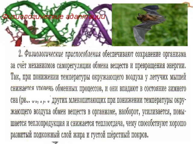 Физиологические адаптации 