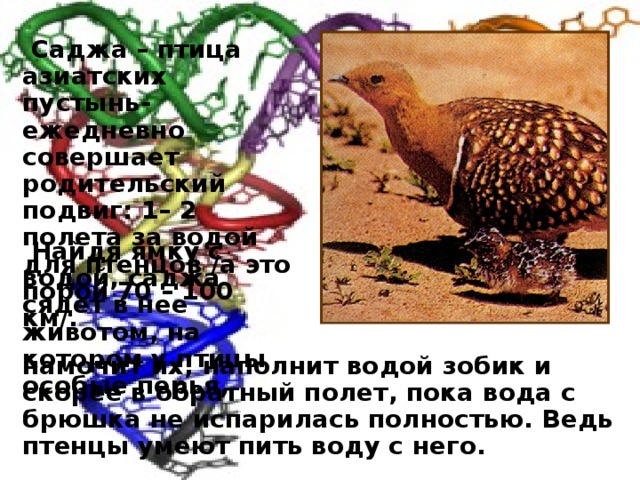  Саджа – птица азиатских пустынь- ежедневно совершает родительский подвиг: 1– 2 полета за водой для птенцов /а это порой 70 – 100 км/.  Найдя ямку с водой, саджа сядет в нее животом, на котором у птицы особые перья, намочит их, наполнит водой зобик и скорее в обратный полет, пока вода с брюшка не испарилась полностью. Ведь птенцы умеют пить воду с него. 