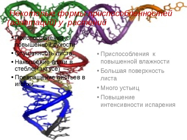  Некоторые формы приспособленностей (адаптаций) у растений Приспособления к повышенной сухости Опушенность листа; Накопление влаги в стебле(кактусе) Превращение листьев в иголки Приспособления к повышенной влажности Большая поверхность листа Много устьиц Повышение интенсивности испарения 