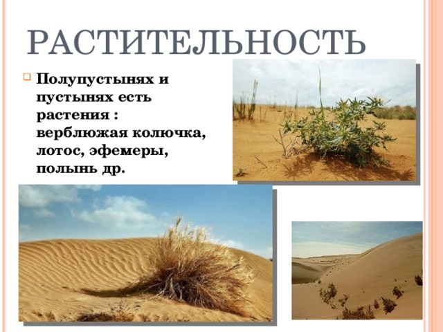 РАСТИТЕЛЬНОСТЬ Полупустынях и пустынях есть растения : верблюжая колючка, лотос, эфемеры, полынь др. 