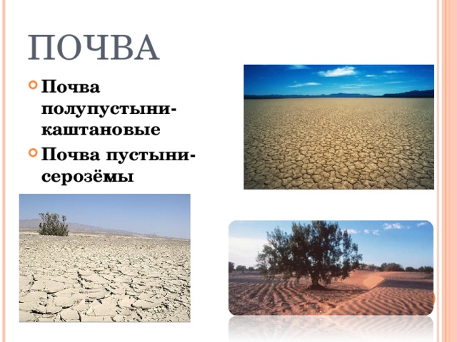 ПОЧВА  Почва полупустыни- каштановые Почва пустыни- серозёмы 