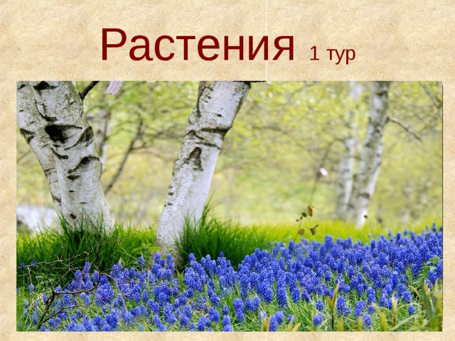 Растения 1 тур