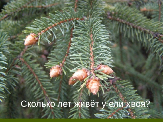 Сколько лет живёт у ели хвоя? Сколько лет живёт у ели хвоя?