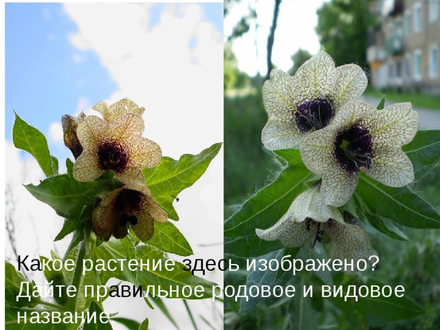 Какое растение здесь изображено? Дайте правильное родовое и видовое название. Ка кое растение здес ь изображено? Дайте пр ави льное родовое и видовое название.