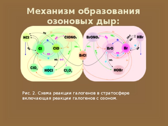 Механизм образования озоновых дыр: Рис. 2. Схема реакции галогенов в стратосфере включающая реакции галогенов с озоном. 