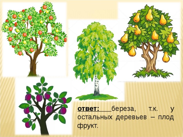 ответ: береза, т.к. у остальных деревьев – плод фрукт. 