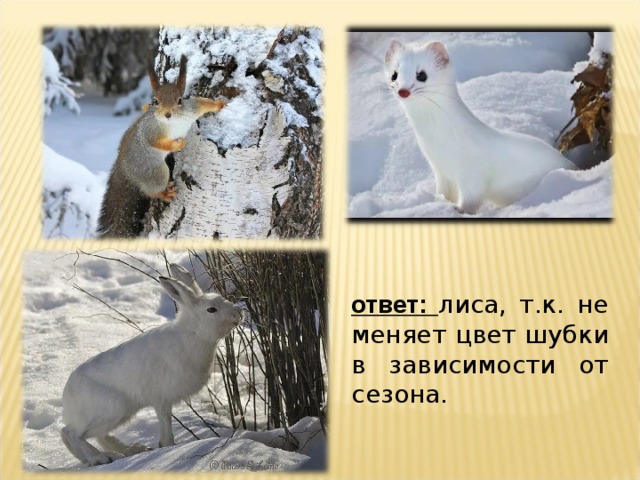 ответ: лиса, т.к. не меняет цвет шубки в зависимости от сезона. 