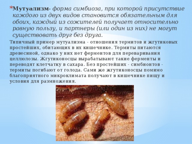 Мутуализм - форма симбиоза, при которой присутствие каждого из двух видов становится обязательным для обоих, каждый из сожителей получает относительно равную пользу, и партнеры (или один из них) не могут существовать друг без друга. Типичный пример мутуализма - отношения термитов и жгутиковых простейших, обитающих в их кишечнике. Термиты питаются древесиной, однако у них нет ферментов для переваривания целлюлозы. Жгутиконосцы вырабатывают такие ферменты и переводят клетчатку в сахара. Без простейших - симбионтов - термиты погибают от голода. Сами же жгутиконосцы помимо благоприятного микроклимата получают в кишечнике пищу и условия для размножения. 
