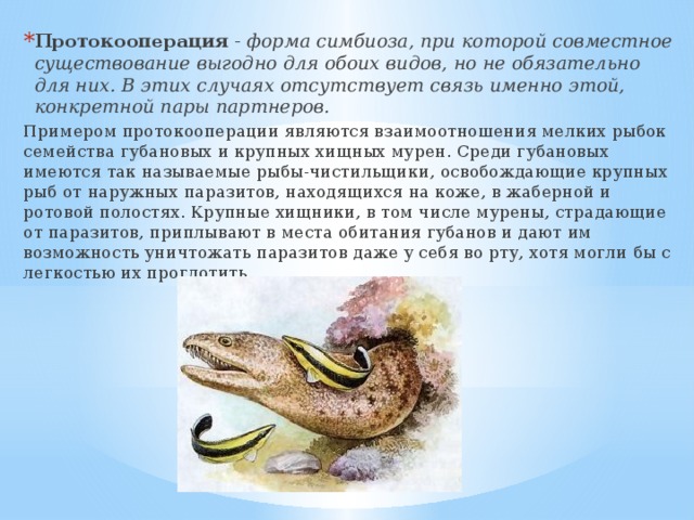 Протокооперация - форма симбиоза, при которой совместное существование выгодно для обоих видов, но не обязательно для них. В этих случаях отсутствует связь именно этой, конкретной пары партнеров. Примером протокооперации являются взаимоотношения мелких рыбок семейства губановых и крупных хищных мурен. Среди губановых имеются так называемые рыбы-чистильщики, освобождающие крупных рыб от наружных паразитов, находящихся на коже, в жаберной и ротовой полостях. Крупные хищники, в том числе мурены, страдающие от паразитов, приплывают в места обитания губанов и дают им возможность уничтожать паразитов даже у себя во рту, хотя могли бы с легкостью их проглотить. 