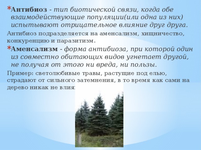 Антибиоз - тип биотической связи, когда обе взаимодействующие популяции(или одна из них) испытывают отрицательное влияние друг друга. Антибиоз подразделяется на аменсализм, хищничество, конкуренцию и паразитизм. Аменсализм - форма антибиоза, при которой один из совместно обитающих видов угнетает другой, не получая от этого ни вреда, ни пользы. Пример: светолюбивые травы, растущие под елью, страдают от сильного затемнения, в то время как сами на дерево никак не влияют. 