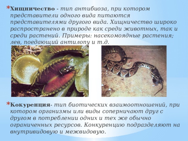 Хищничество - тип антибиоза, при котором представители одного вида питаются представителями другого вида. Хищничество широко распространено в природе как среди животных, так и среди растений. Примеры: насекомоядные растения; лев, поедающий антилопу и т.д.       Кокуренция - тип биотических взаимоотношений, при котором организмы или виды соперничают друг с другом в потреблении одних и тех же обычно ограниченных ресурсов. Конкуренцию подразделяют на внутривидовую и межвидовую. 