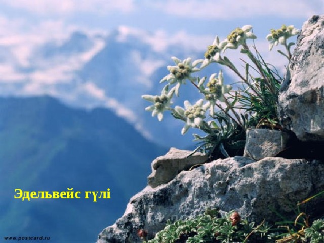 Эдельвейс гүлі 