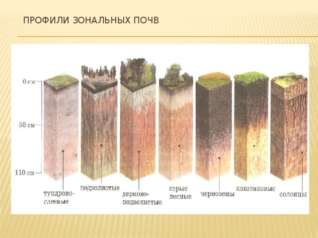 Профили зональных почв 16 