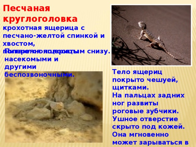 Песчаная круглоголовка крохотная ящерица с песчано-желтой спинкой и хвостом, поперечнополосатым снизу. Питаются ящерицы насекомыми и другими беспозвоночными. Тело ящериц покрыто чешуей, щитками. На пальцах задних ног развиты роговые зубчики. Ушное отверстие скрыто под кожей. Она мгновенно может зарываться в землю в случае опасности. 