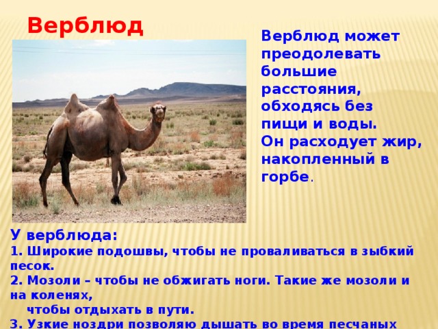 Верблюд Верблюд может преодолевать большие расстояния, обходясь без пищи и воды. Он расходует жир, накопленный в горбе .   У верблюда: 1. Широкие подошвы, чтобы не проваливаться в зыбкий песок. 2. Мозоли – чтобы не обжигать ноги. Такие же мозоли и на коленях,  чтобы отдыхать в пути. 3. Узкие ноздри позволяю дышать во время песчаных бурь. 