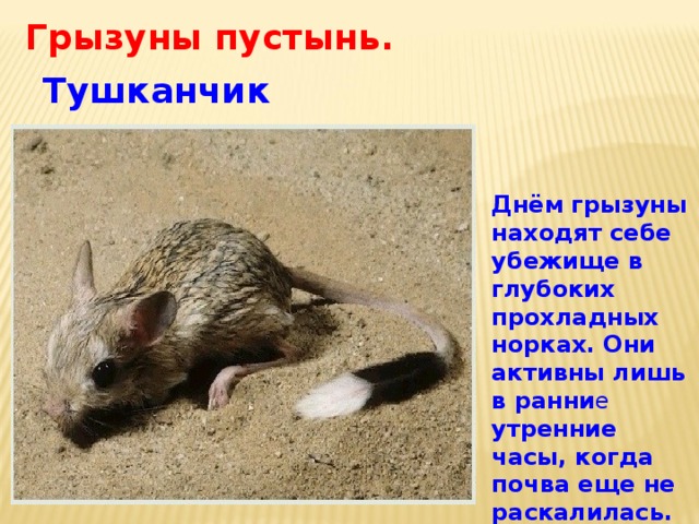 Грызуны пустынь. Тушканчик Днём грызуны находят себе убежище в глубоких прохладных норках.  Они активны лишь в ранни е утренние часы, когда почва еще не раскалилась. 