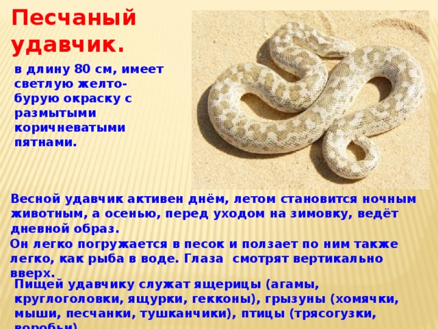 Песчаный удавчик. в длину 80 см, имеет светлую желто-бурую окраску с размытыми коричневатыми пятнами. Весной удавчик активен днём, летом становится ночным животным, а осенью, перед уходом на зимовку, ведёт дневной образ. Он легко погружается в песок и ползает по ним также легко, как рыба в воде. Глаза смотрят вертикально вверх. Пищей удавчику служат ящерицы (агамы, круглоголовки, ящурки, гекконы), грызуны (хомячки, мыши, песчанки, тушканчики), птицы (трясогузки, воробьи). 