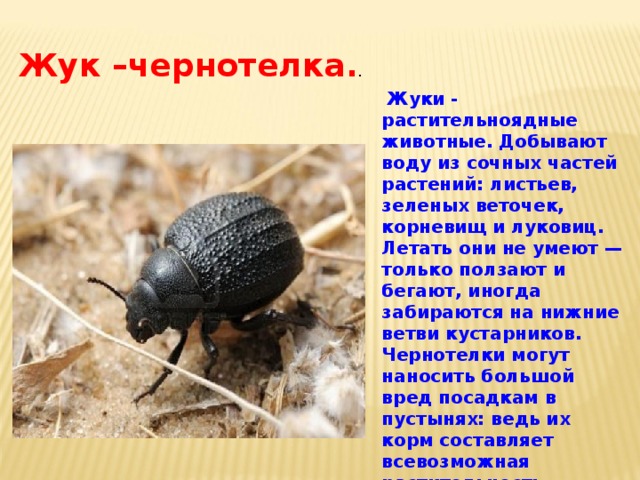 Жук –чернотелка . .  Жуки - растительноядные животные. Добывают воду из сочных частей растений: листьев, зеленых веточек, корневищ и луковиц. Летать они не умеют — только ползают и бегают, иногда забираются на нижние ветви кустарников. Чернотелки могут наносить большой вред посадкам в пустынях: ведь их корм составляет всевозможная растительность. Большинство чернотелок активны ночью  