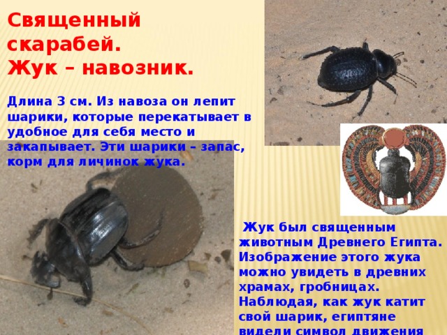 Священный скарабей. Жук – навозник.  Длина 3 см. Из навоза он лепит шарики, которые перекатывает в удобное для себя место и закапывает. Эти шарики – запас, корм для личинок жука.   Жук был священным животным Древнего Египта. Изображение этого жука можно увидеть в древних храмах, гробницах. Наблюдая, как жук катит свой шарик, египтяне видели символ движения Солнца по небосклону 
