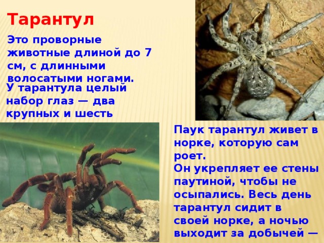 Тарантул  Это проворные животные длиной до 7 см, с длинными волосатыми ногами. У тарантула целый набор глаз — два крупных и шесть помельче. Паук тарантул живет в норке, которую сам роет. Он укрепляет ее стены паутиной, чтобы не осыпались. Весь день тарантул сидит в своей норке, а ночью выходит за добычей — мелкими насекомыми. 