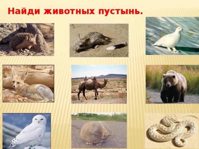 Найди животных пустынь. 