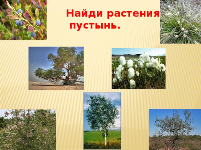 Найди растения  пустынь. 