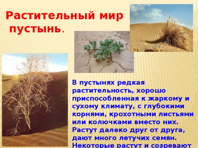 Растительный мир  пустынь . В пустынях редкая растительность, хорошо приспособленная к жаркому и сухому климату, с глубокими корнями, крохотными листьями или колючками вместо них. Растут далеко друг от друга, дают много летучих семян. Некоторые растут и созревают за весну.  