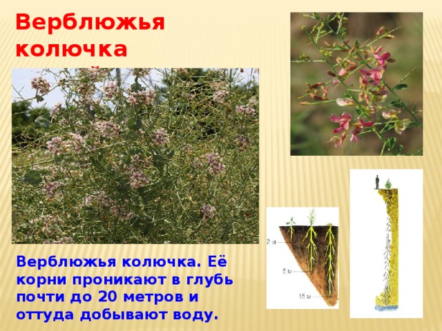 . Верблюжья колючка весной. Верблюжья колючка. Её корни проникают в глубь почти до 20 метров и  оттуда добывают воду. 