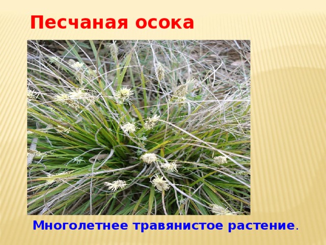 Песчаная осока  Многолетнее травянистое растение . 