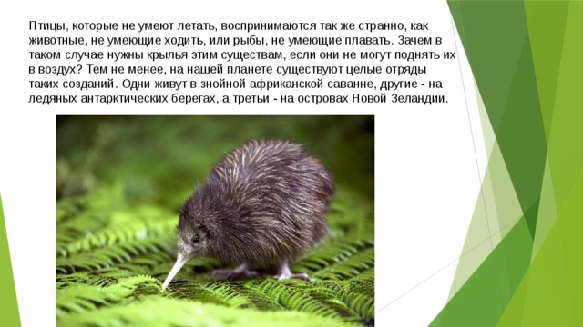 Птицы, которые не умеют летать, воспринимаются так же странно, как животные, не умеющие ходить, или рыбы, не умеющие плавать. Зачем в таком случае нужны крылья этим существам, если они не могут поднять их в воздух? Тем не менее, на нашей планете существуют целые отряды таких созданий. Одни живут в знойной африканской саванне, другие - на ледяных антарктических берегах, а третьи - на островах Новой Зеландии. 