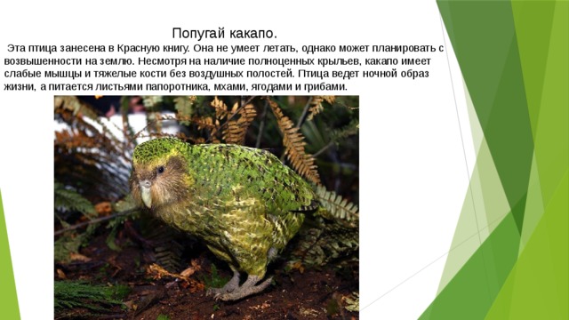 Попугай какапо.  Эта птица занесена в Красную книгу. Она не умеет летать, однако может планировать с возвышенности на землю. Несмотря на наличие полноценных крыльев, какапо имеет слабые мышцы и тяжелые кости без воздушных полостей. Птица ведет ночной образ жизни, а питается листьями папоротника, мхами, ягодами и грибами. 