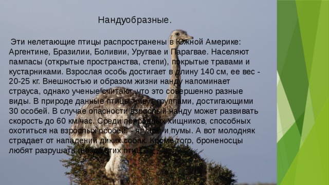 Нандуобразные.  Эти нелетающие птицы распространены в Южной Америке: Аргентине, Бразилии, Боливии, Уругвае и Парагвае. Населяют пампасы (открытые пространства, степи), покрытые травами и кустарниками. Взрослая особь достигает в длину 140 см, ее вес - 20-25 кг. Внешностью и образом жизни нанду напоминает страуса, однако ученые считают, что это совершенно разные виды. В природе данные птицы живут группами, достигающими 30 особей. В случае опасности взрослый нанду может развивать скорость до 60 км/час. Среди природных хищников, способных охотиться на взрослых особей, - ягуары и пумы. А вот молодняк страдает от нападений диких собак. Кроме того, броненосцы любят разрушать гнезда этих птиц. 