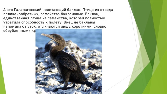 А это Галапагосский нелетающий баклан. Птица из отряда пеликанообразных, семейства баклановых. Баклан, единственная птица из семейства, которая полностью утратила способность к полету. Внешне бакланы напоминают уток, отличаются лишь короткими, словно обрубленными крыльями.     