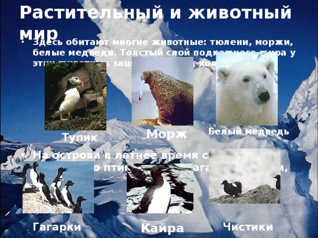 Растительный и животный мир Здесь обитают многие животные: тюлени, моржи, белые медведи. Толстый слой подкожного жира у этих животных защищает их от холода. На острова в летнее время слетается множество птиц: кайры, гагарки, тупики, чистики. Морж Белый медведь Тупик Кайра Чистики Гагарки 