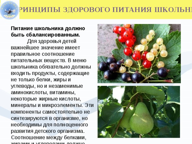  ПРИНЦИПЫ ЗДОРОВОГО ПИТАНИЯ ШКОЛЬНИКОВ Питание школьника должно быть сбалансированным.  Для здоровья детей важнейшее значение имеет правильное соотношение питательных веществ. В меню школьника обязательно должны входить продукты, содержащие не только белки, жиры и углеводы, но и незаменимые аминокислоты, витамины, некоторые жирные кислоты, минералы и микроэлементы. Эти компоненты самостоятельно не синтезируются в организме, но необходимы для полноценного развития детского организма. Соотношение между белками, жирами и углеводами должно быть 1:1:4.  