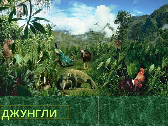 ДЖУНГЛИ 