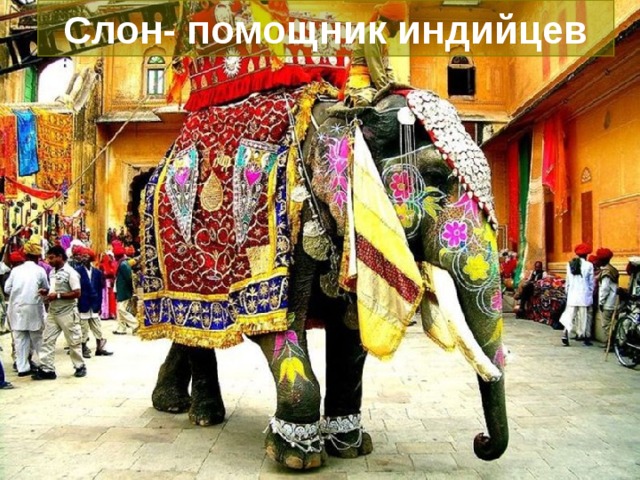 Слон- помощник индийцев 