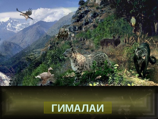 ГИМАЛАИ 